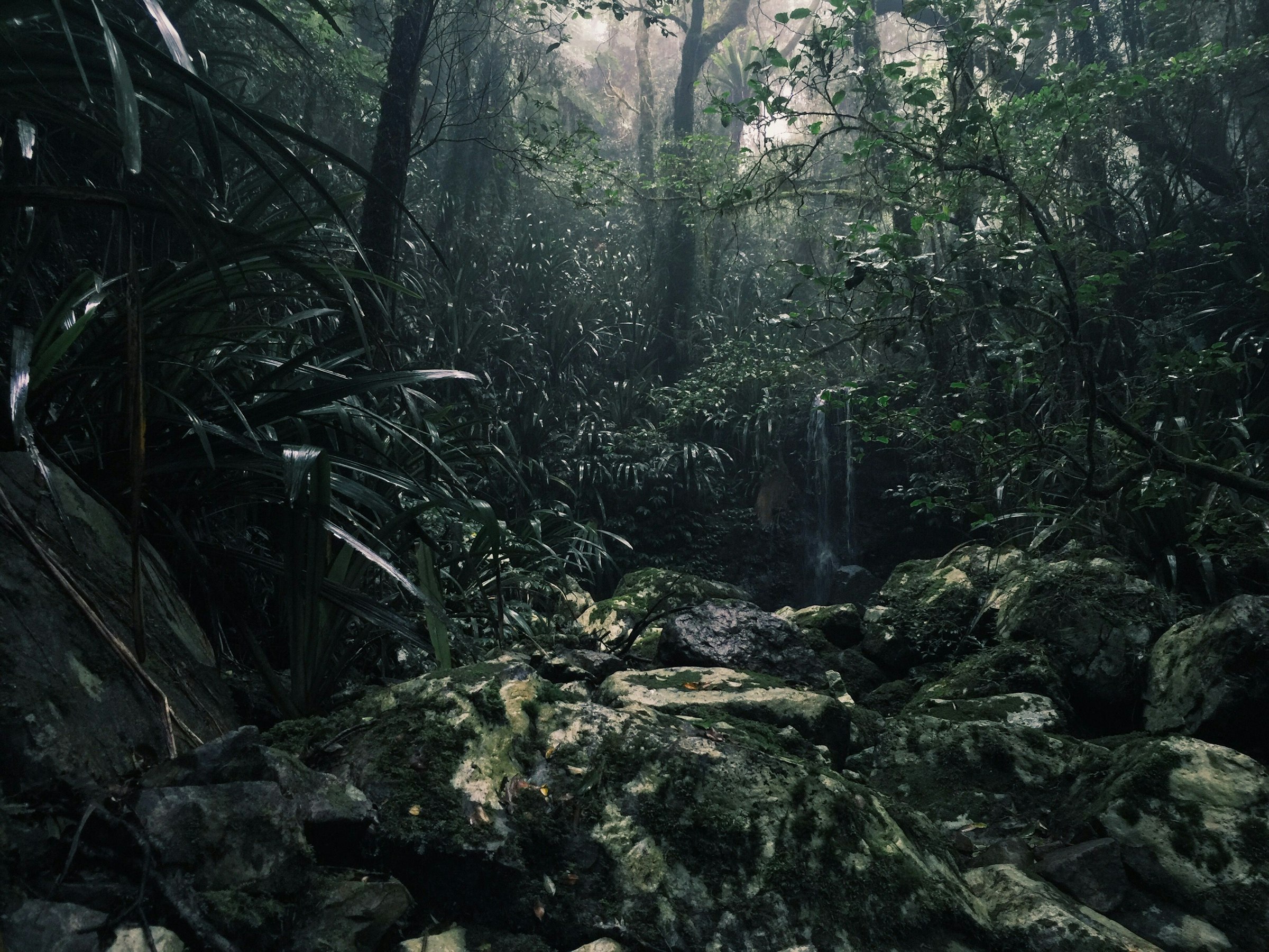 Jungle run